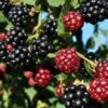 Arapaho Thornless Blackberry -Garden Supplies Sales 2024 blackberry