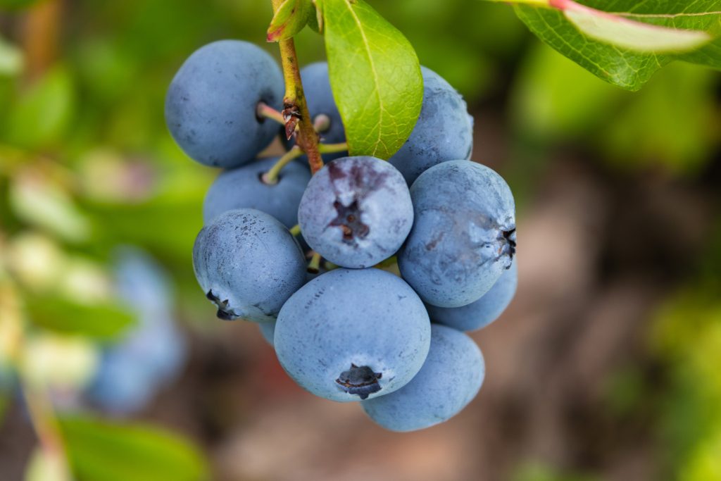 Garden Supplies Sales 2024 -Garden Supplies Sales 2024 blueberries 1024x683 1