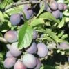 Blues Jam European Plum -Garden Supplies Sales 2024 blues jam 1
