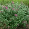 Alpha Miss Ruby Buddleia -Garden Supplies Sales 2024 bmr
