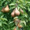 Bosc European Pear