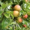 Bramley Apple -Garden Supplies Sales 2024 bramley 1 1