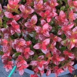 Gaylussacia Brachycera 'Berried Treasure'™ -Garden Supplies Sales 2024 btbriggs2