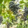 Buffalo Grape -Garden Supplies Sales 2024 buffalo grape 1