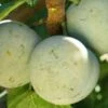 Bavay Gage European Plum -Garden Supplies Sales 2024 c010 bavay gage