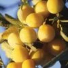 Mirabelle De Metz European Plum -Garden Supplies Sales 2024 c208r