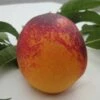 Speckled Egg Nectarine -Garden Supplies Sales 2024 c578 speckled egg 1 1