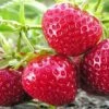 Quinault Strawberry -Garden Supplies Sales 2024 c870x524 1