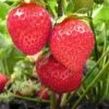 Chandler Strawberry Bundle (2 Packs) -Garden Supplies Sales 2024 chandler
