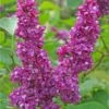 Charles Joly Lilac -Garden Supplies Sales 2024 charles joly