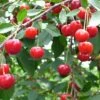 Balaton™ Cherry -Garden Supplies Sales 2024 cherries joylandis