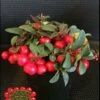 Cherry Berries ™ Wintergreen -Garden Supplies Sales 2024 cherryb w logo