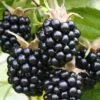 Chester Blackberry -Garden Supplies Sales 2024 chesterblackberry