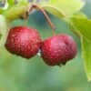 Red Sun Chinese Hawthorn -Garden Supplies Sales 2024 chinese haw
