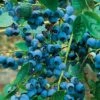 Alpha Chippewa Blueberry -Garden Supplies Sales 2024 chippewa 1 1