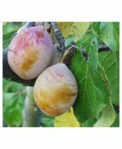 Royal European Plum Bundle No. 2