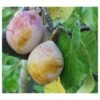 Coe's Golden Drop European Plum -Garden Supplies Sales 2024 coes g drop