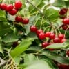 Combination Dwarf Cherry Tree (4 Varieties) -Garden Supplies Sales 2024 combination cherry 1