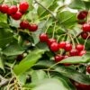 Combination Dwarf Cherry Tree (2 Varieties) -Garden Supplies Sales 2024 combination cherry 1 587b0125 9595 4641 905b a8e704d7a7df