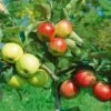 Combination Disease-Resistant Apple (3 Varieites) -Garden Supplies Sales 2024 combo