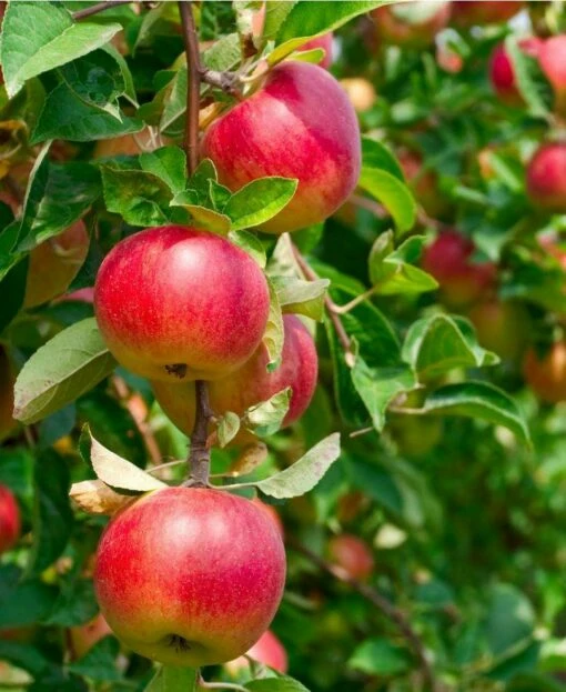 Combo Heritage Apple (4 Varieties) -Garden Supplies Sales 2024 combo apple 1