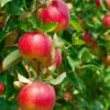 Combo Heritage Apple (5 Varieties) -Garden Supplies Sales 2024 combo apple 1 688ef06d 72e5 4c65 b463 aee1bfb894c8