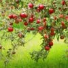 Combo Disease-Resistant Apple (5 Varieties) -Garden Supplies Sales 2024 combo disease resistant apple 1 6b1186b1 0692 4465 97f6 868a552e26fe