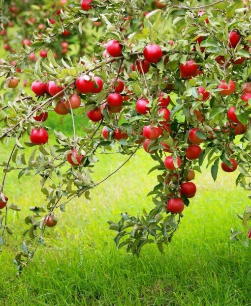 Combo Disease-Resistant Apple (5 Varieties) -Garden Supplies Sales 2024 combo disease resistant apple 1 6b1186b1 0692 4465 97f6 868a552e26fe