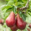 Combo European Pear Tree (3 Varieties) -Garden Supplies Sales 2024 combo european pear 1