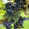 Concord Grape 2 Concord Grape -Garden Supplies Sales 2024 concord grape 3 1 1