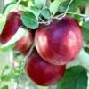 Cosmic Crisp® Apple 1 Cosmic Crisp® Apple -Garden Supplies Sales 2024 cosmic crisp
