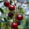 Craig's Crimson Cherry -Garden Supplies Sales 2024 craigs crimson cherry