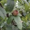 Marron™ Medlar -Garden Supplies Sales 2024 d009