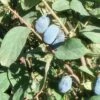 Blue Belle Honeyberry -Garden Supplies Sales 2024 d724 gigapixel standard scale 6 00x 9573f641 3d90 417f b253 577b7a476864