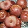 Combo Pluot Tree (4 Varieties) -Garden Supplies Sales 2024 dappledandy