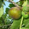 Dauphine Fig -Garden Supplies Sales 2024 dauphine gm 2