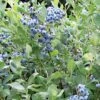 Alpha Draper Blueberry -Garden Supplies Sales 2024 dbb