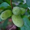 Potomac® Paw Paw -Garden Supplies Sales 2024 ddddpawapaw