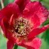 Paeonia Delavayi -Garden Supplies Sales 2024 delavyi