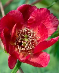 Paeonia Delavayi