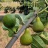 Desert King Fig -Garden Supplies Sales 2024 desert king 1 1