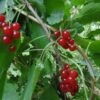 Honeywood Red Currant -Garden Supplies Sales 2024 dsc01532 scaled 1 scaled 1