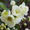 Double Take Eternal White™ Flowering Quince -Garden Supplies Sales 2024 dtew