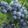 Duke Blueberry -Garden Supplies Sales 2024 duke dew drops full