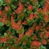 Scarlet Ovation Huckleberry -Garden Supplies Sales 2024 e183 1