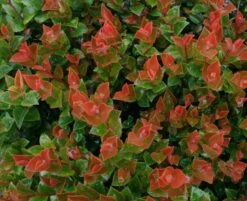 Scarlet Ovation Huckleberry