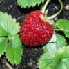 Marshall Strawberry -Garden Supplies Sales 2024 e470 marshall strawberry 1 1