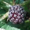 Boysenberry -Garden Supplies Sales 2024 e510 boysenberry