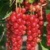 Jonkheer Van Tets Currant 1 Jonkheer Van Tets Currant -Garden Supplies Sales 2024 e760 1