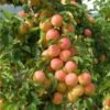 Lucky Asian Plum Bundle No. 1 -Garden Supplies Sales 2024 early golden 1